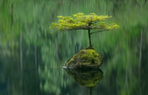 Fairy Lake Vancouver Island